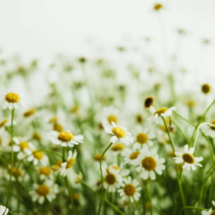 Chamomile ingrediënt